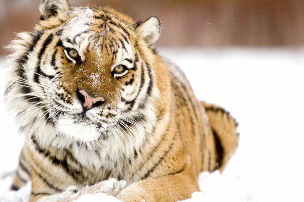 Tigre de Amur en un día de invierno