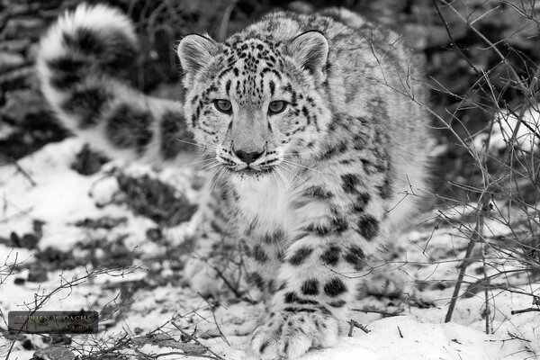 Schwarz-Weiß-Foto eines Schneeleoparden