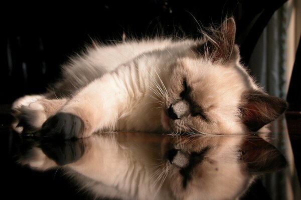 A beautiful kitty is reflected in the table