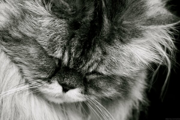 Grey cat sleeping on a black background