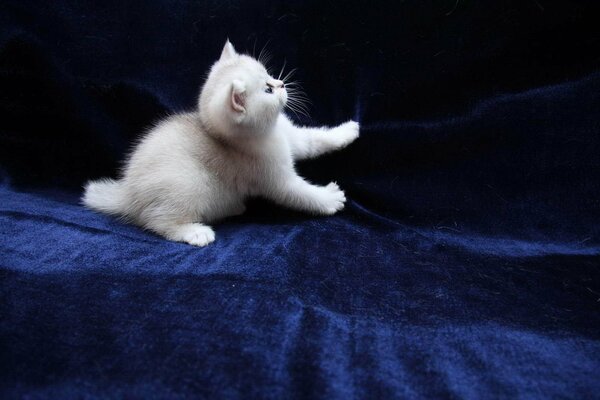 A white kitten is playing with a blue blanket