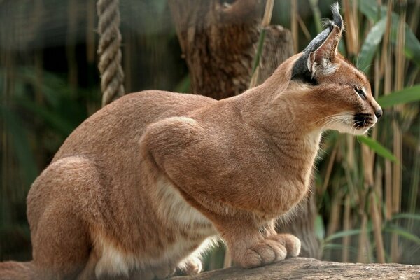 Der Luchs sitzt in einer Pose