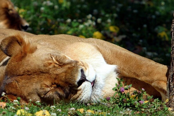 The lioness sleeps on the green grass