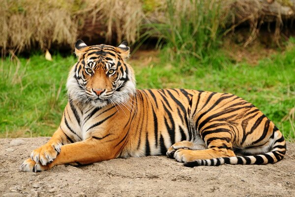 Tigre aggraziata in natura