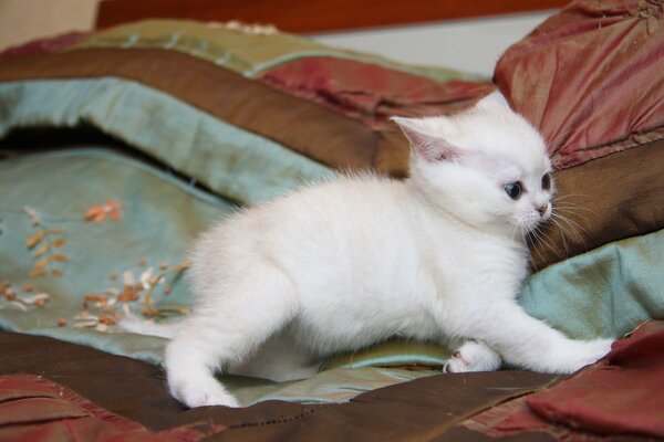 Chaton choqué par la vue de la souris