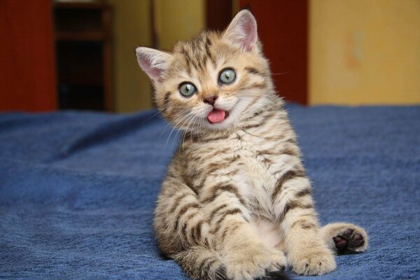 Cute gray kitten stuck out his tongue