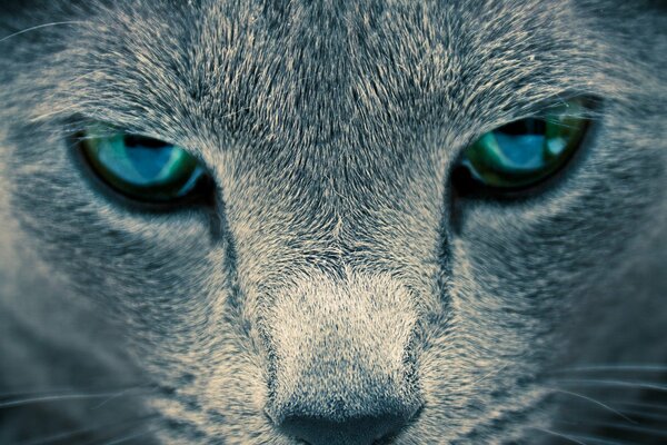 Yeux de chat gris bleu