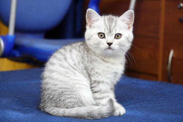 Petit chaton rayé assis sur le bleu