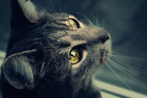 A mustachioed cat looking away