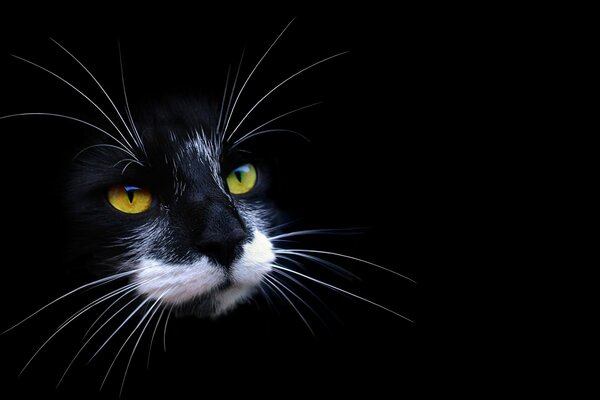 Gato negro con bigote blanco