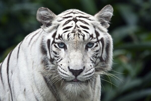 Le tigre blanc et son regard indifférent