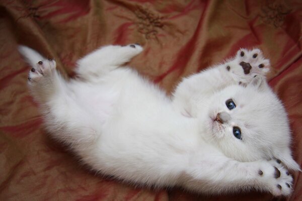 Divertido gatito blanco con ojos azules