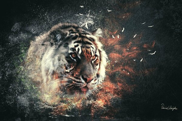 Tiger s head on a dark background