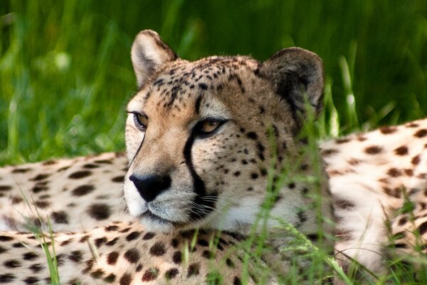 An adult cheetah enjoys the sun in the green grass