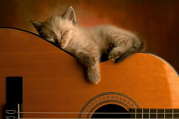 Lindo gatito durmiendo en la guitarra