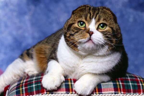 Gatto molto carino con gli occhi verdi nella foto