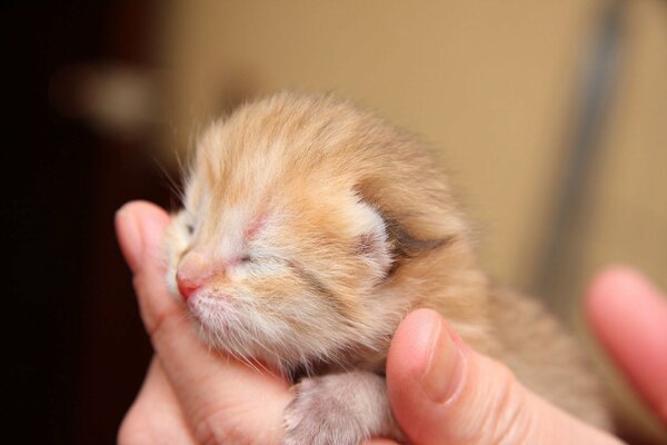 Pequeño gatito recién nacido durmiendo