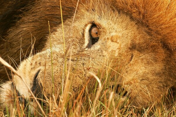 La mirada de un León salvaje