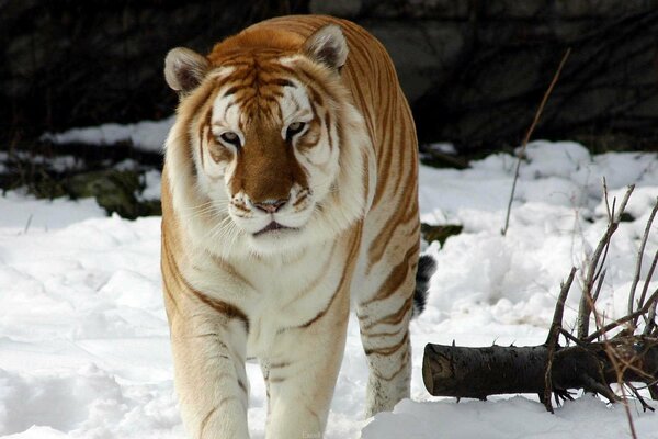 Der Tiger steht im Schnee. In der Nähe ein dicker Zweig