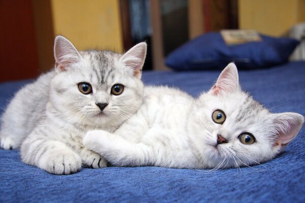 Cute kittens on a blue plaid