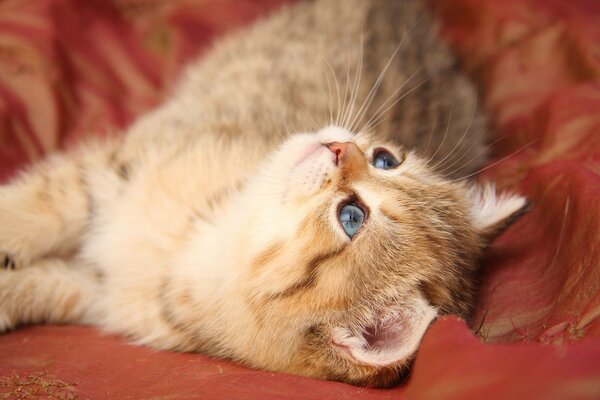 Chaton Rousse aux yeux bleus regarde le plafond