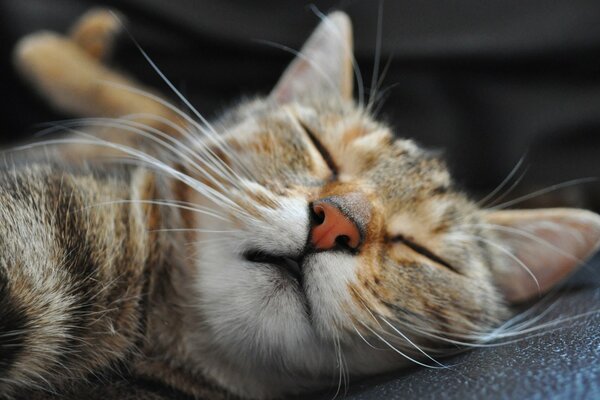 Brown domestic cat is sleeping peacefully