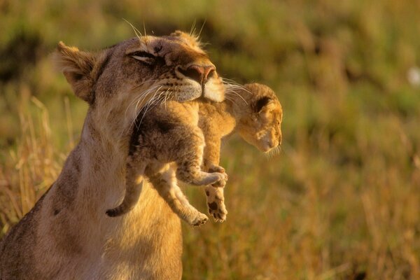 A lioness carries a lion cub in her teeth