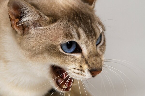 Chat en colère siffle sur l agresseur