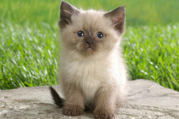 Sesión de fotos de un pequeño gatito de pura sangre