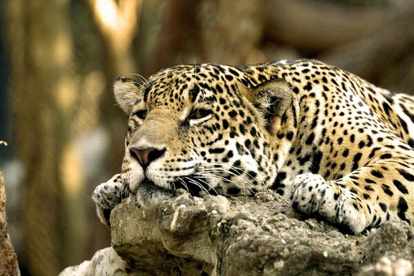 A lazy leopard is lying on a rock