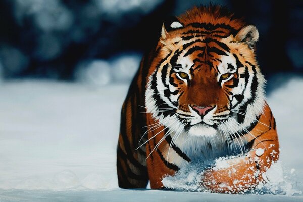 El tigre de color fuego brillante camina sobre la nieve ahogándose en el pecho