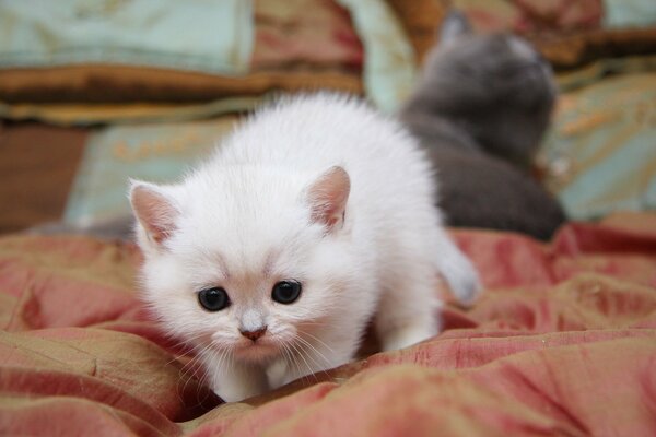 Soy un gatito blanco peludo, no atrapé ratones más de una vez