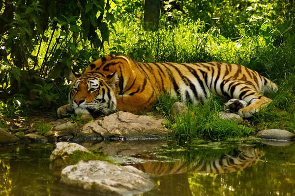 Tigre en una postura tranquila cerca del estanque