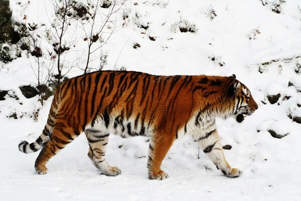 Le tigre marche sur la Taïga enneigée