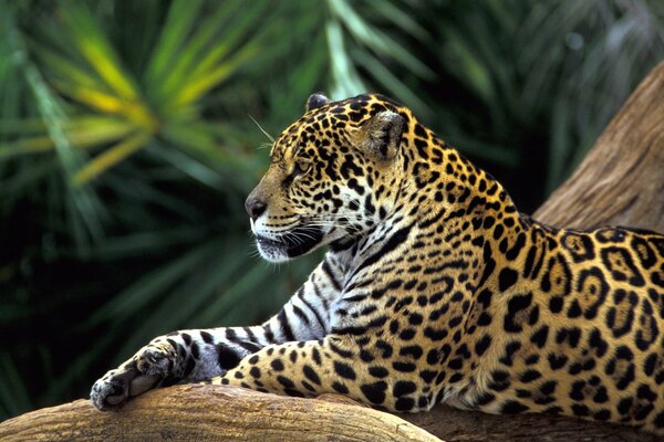 Leopard resting on a tree branch