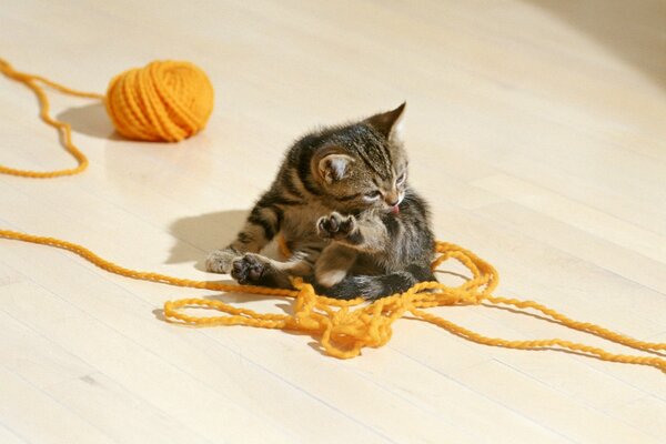 Gatito rayado con una bola de hilo