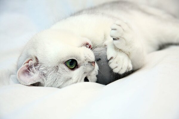 Cat playing with a toy mouse