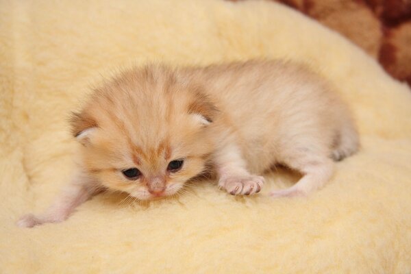 Petit chaton roux