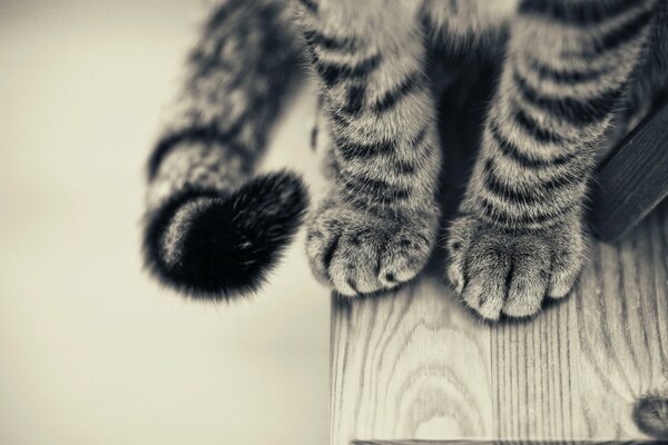 Hermoso gato con patas de pie en la mesa