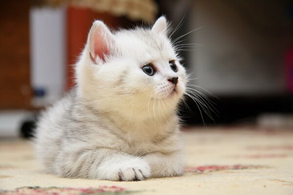 Petit chaton se trouve sur le tapis