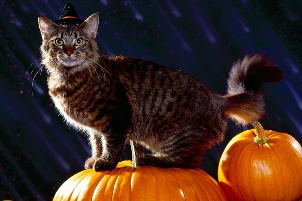 Maine Coon sur une grosse citrouille jaune