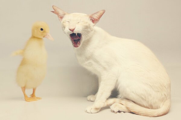 Le chat a assommé le canard jaune