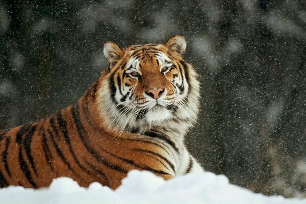 Le tigre d ussuri se repose après la chasse