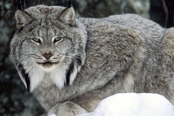 Grey lynx in winter in the forest