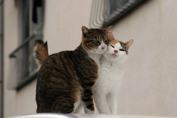 Straßenliebe eines Katzenpaares