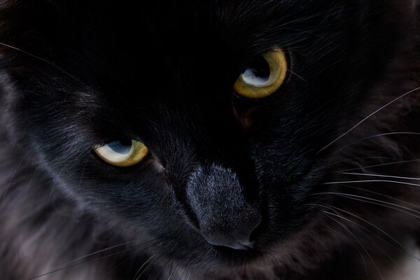 The powerful look of the black cat