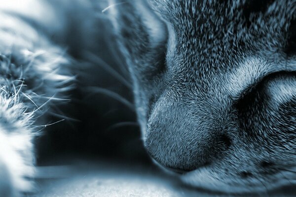 El gato dormido fue llevado a la macro