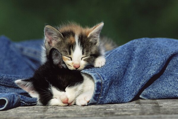 Gatitos lindos bebés gatitos durmiendo en jeans animales tiernos