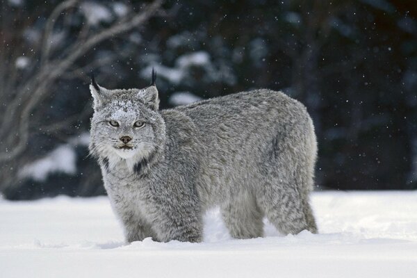 Luchs im Schnee. Luchs auf der Jagd