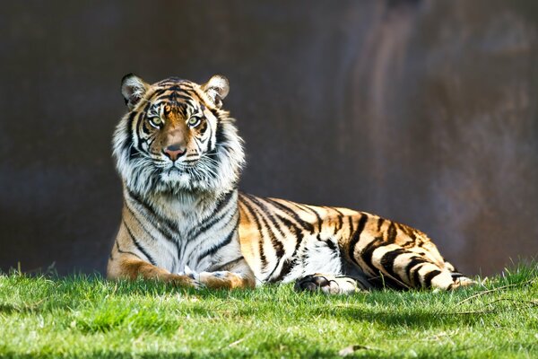 Lion se trouve sur l herbe verte sur fond sombre